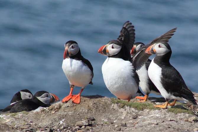 Inner Farne National Trust Bird Sanctuary - 3 hr trip to the Farne Islands - Key points to know before booking