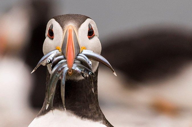Inner Farne National Trust Bird Sanctuary - 3 hr trip to the Farne Islands - One hour among Inner Farne’s nesting birds