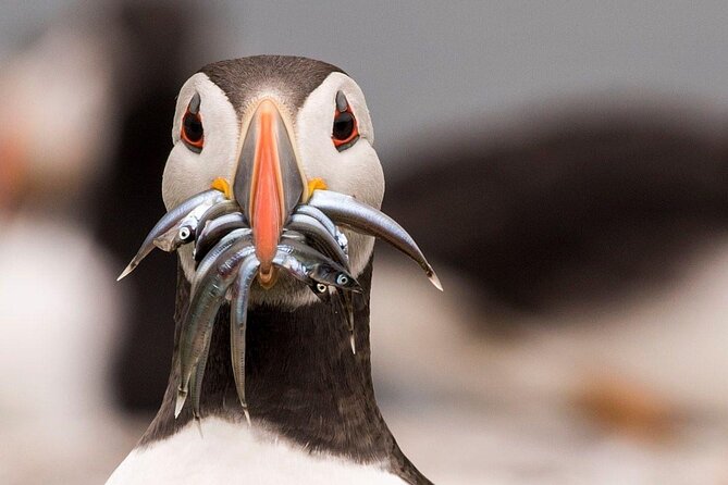 Inner Farne National Trust Bird Sanctuary - 3 hr trip to the Farne Islands - What the $41.63 price really covers