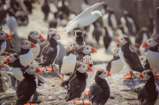 Inner Farne National Trust Bird Sanctuary - 3 hr trip to the Farne Islands - Who will enjoy this trip most