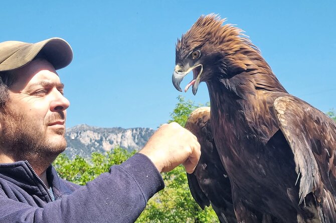 Interactive Educational Course on Birds of Prey - Key points to know before booking