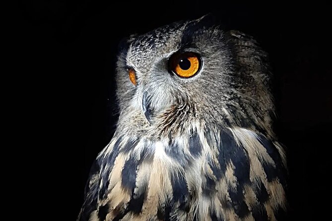Interactive Educational Course on Birds of Prey - Meeting the raptors near Civita