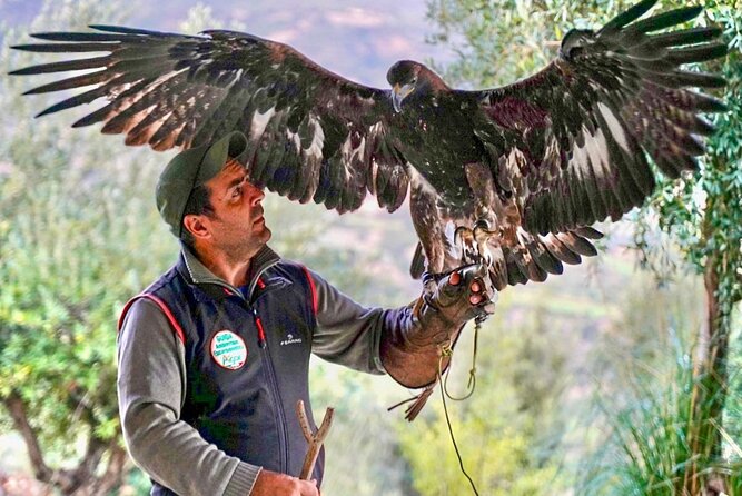Interactive Educational Course on Birds of Prey - Who should book this experience
