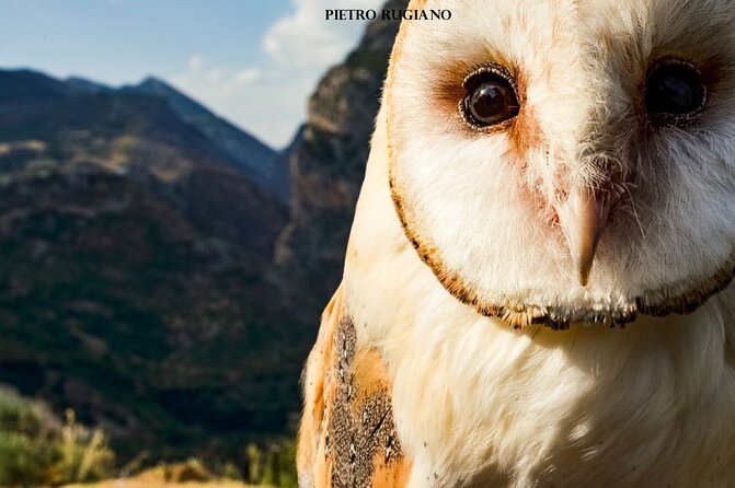 Interactive Educational Course on Birds of Prey - The first stage: understanding birds of prey