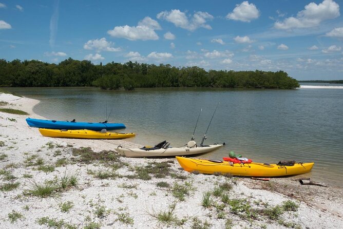 Island Paradise: Dolphin, Shelling, Birding Eco Boat Tour - Key points to know before you book