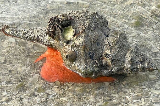 Island Paradise: Dolphin, Shelling, Birding Eco Boat Tour - Marco Island and the possible Cape Romano route