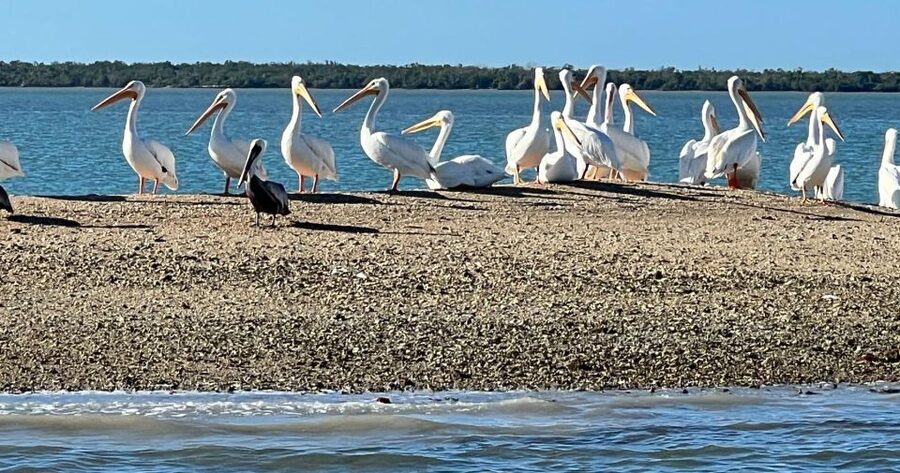 Island Paradise: Dolphin, Shelling, Birding Eco Boat Tour - Who will enjoy this tour most