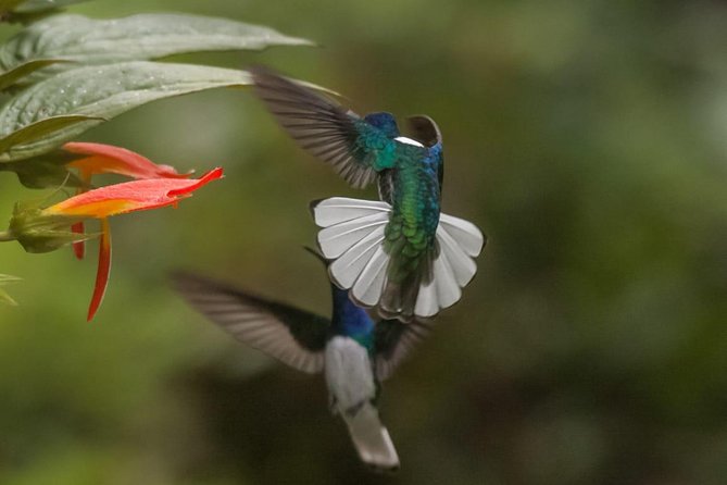 Jaco Birdwatching and Photography with Sergio - What makes this morning special