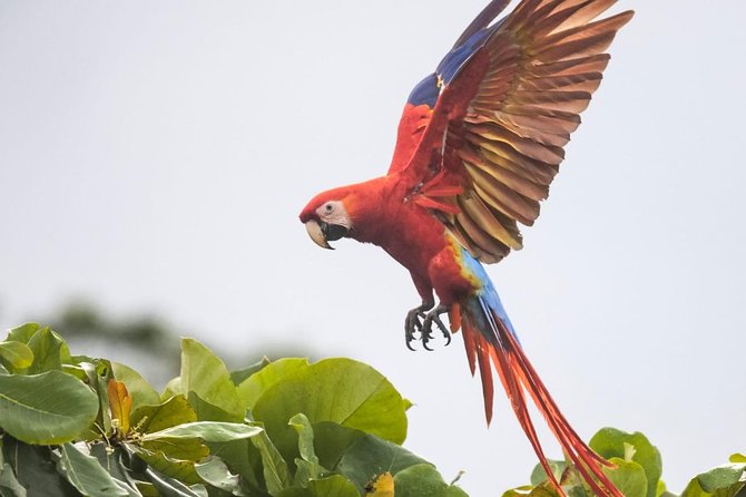 Jaco Birdwatching and Photography with Sergio - Carara National Park and its accessible trails