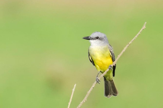 Jaco Birdwatching and Photography with Sergio - Price and what you receive for $101.54
