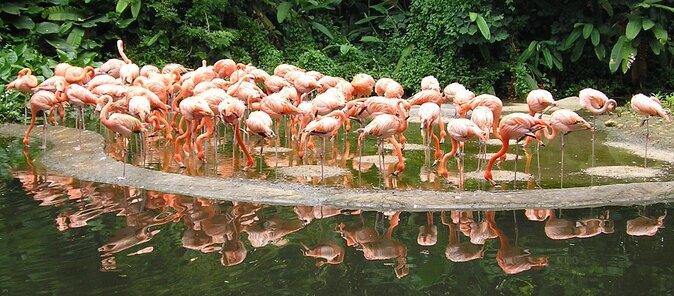 Jurong Bird Park Bird Photography - Key points to know before booking