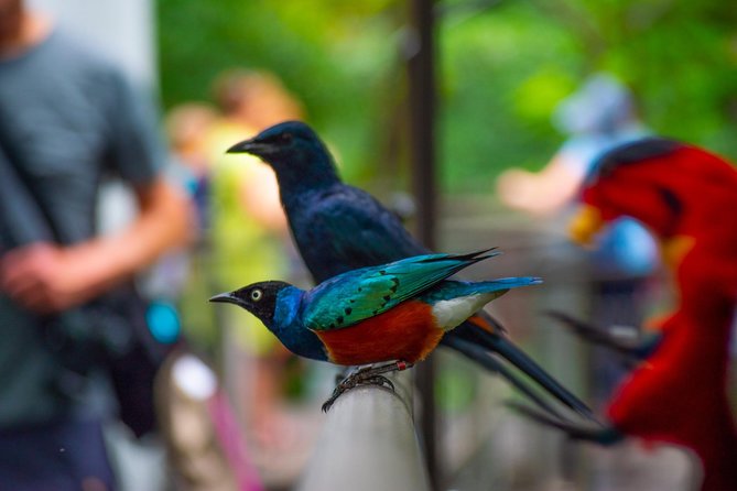 Jurong Bird Park Bird Photography - The Waterfall Aviary and Jurong Falls