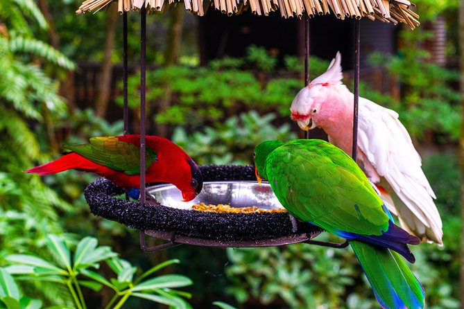 Jurong Bird Park Bird Photography - What you can learn in three hours