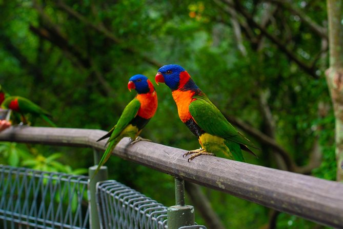 Jurong Bird Park Bird Photography - The value of a $95 photography session