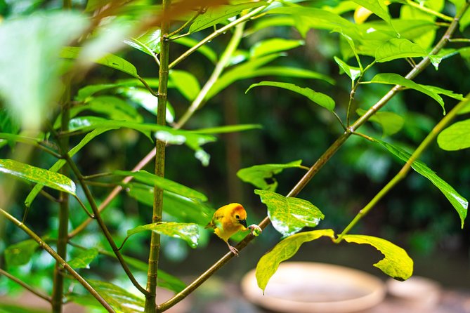 Jurong Bird Park Bird Photography - Walking, weather, and physical demands
