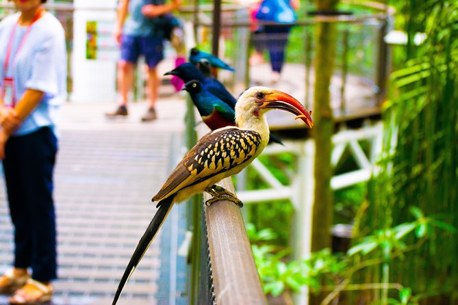 Jurong Bird Park Bird Photography - The biggest booking risk: location and communication