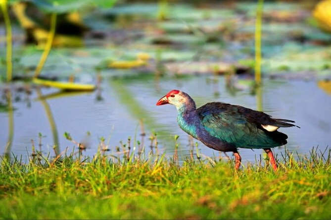 Kalametiya Bird Sanctuary Catamaran Bird Watching Tour - Key details before you book