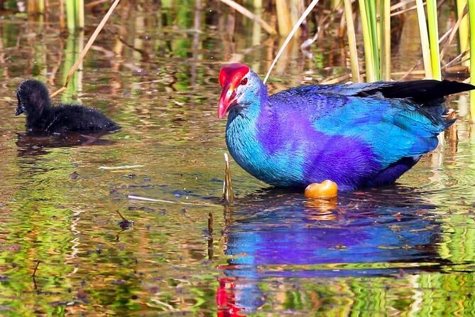 Kalametiya Bird Sanctuary Catamaran Bird Watching Tour - Why Kalametiya works well for a bird-watching outing
