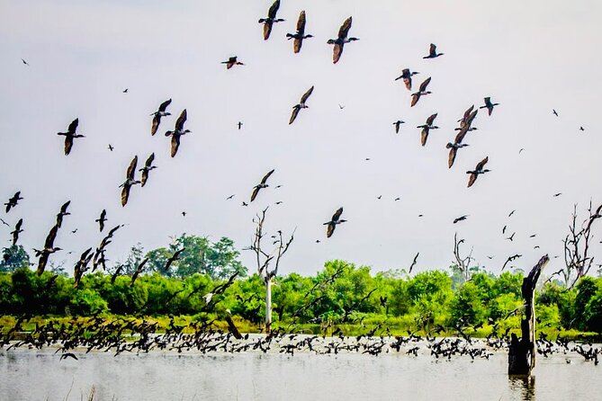 Kalametiya Bird Sanctuary Catamaran Bird Watching Tour - Two to three hours among the birds