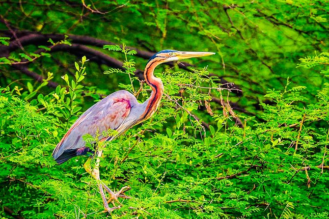 Kalametiya Bird Sanctuary Catamaran Bird Watching Tour - What makes the private format worth the price