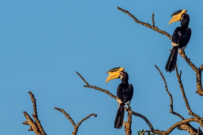Kalametiya Bird Sanctuary Catamaran Bird Watching Tour - How the timing fits into your day