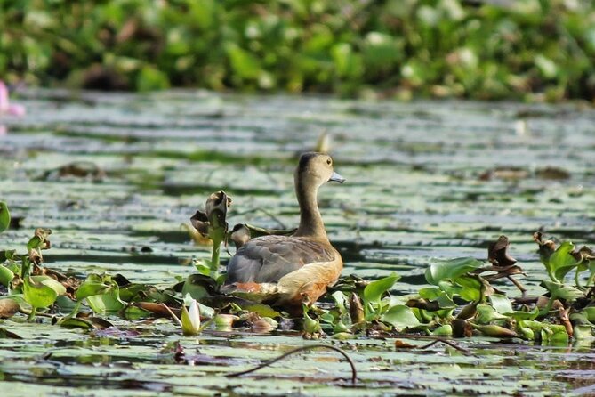 Kalametiya Bird Sanctuary Catamaran Bird Watching Tour - Who will enjoy this most