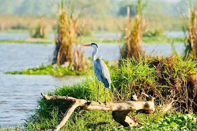 Kalametiya Bird Sanctuary Catamaran Bird Watching Tour - Practical points that affect your decision