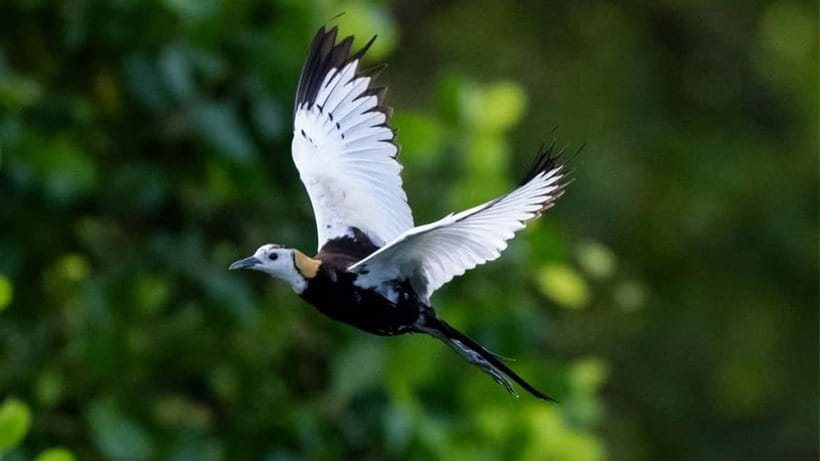 Kalametiya Sanctuary: Bird Watching by Private Boat Tour - A quiet start on Kalametiya’s lagoon