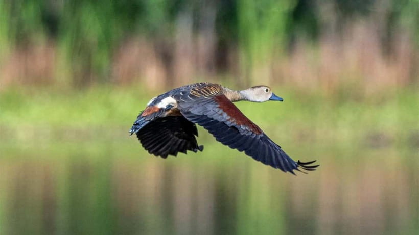 Kalametiya Sanctuary: Bird Watching by Private Boat Tour - What you can see from the boat