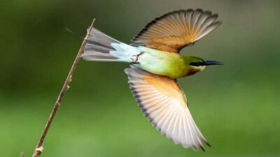 Kalametiya Sanctuary: Bird Watching by Private Boat Tour