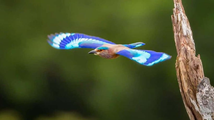 Kalametiya Sanctuary: Bird Watching by Private Boat Tour - Why the private boat makes a difference