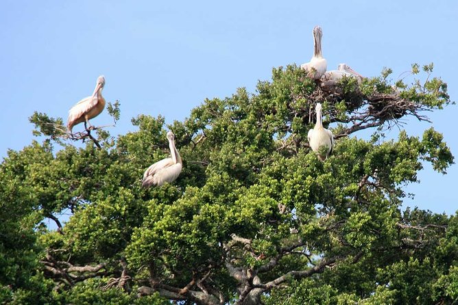 Kalametiya Sanctuary Birdwatching Boat Ride - Kalametiya’s quiet coastal setting