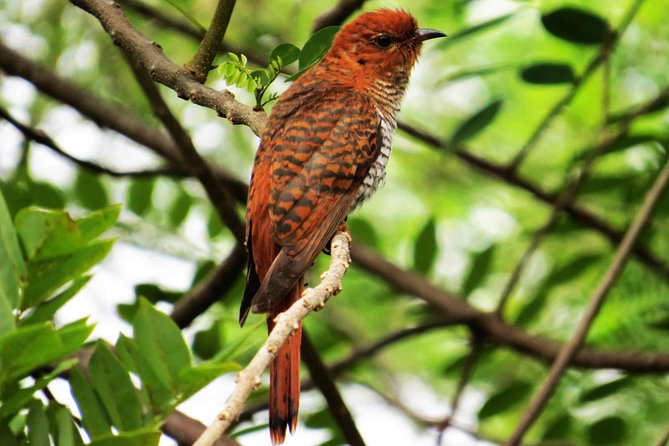 Kalametiya Sanctuary Birdwatching Boat Ride - Why the 6:30 am departure is worth it