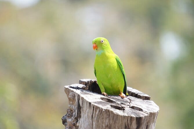 Kalapathar Sunrise, Birdwatching and Village Tour - Why this Havelock morning works so well