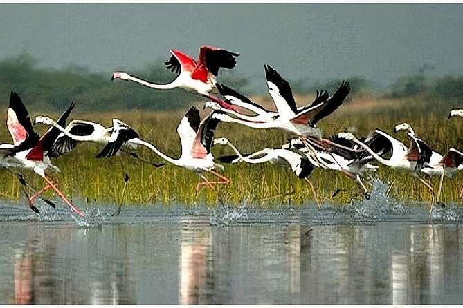 Keoladeo Birds Park Tour From Agra To Jaipur Including Entry - Why this transfer makes sense
