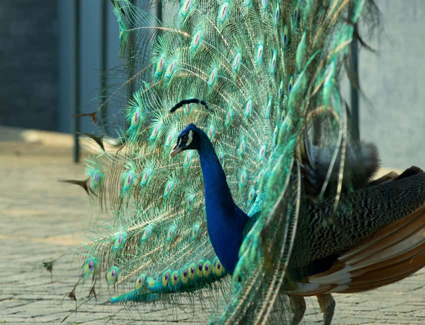 Kigali Eco Park Bird Watching Experience - Is $50 a fair price?