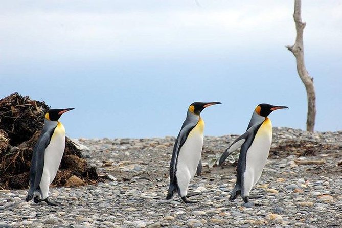 King Penguin Nature Reserve - Tierra del Fuego Island - Why the king penguins are worth the long ride