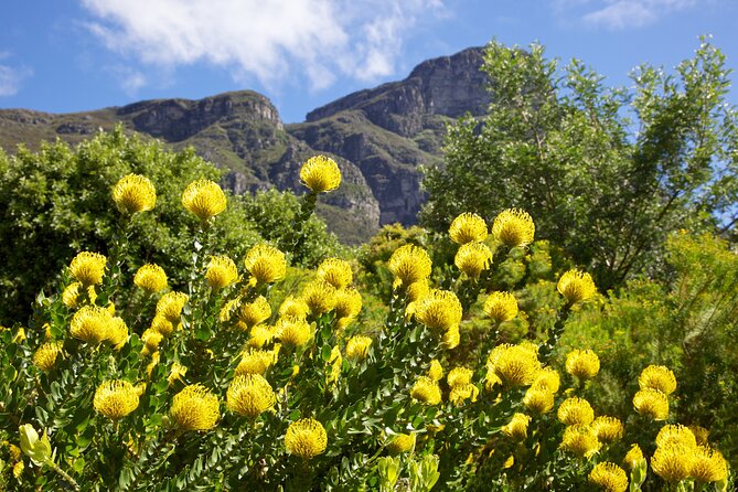 Kirstenbosch Garden, Bo-Kaap-Penguins & Cape of Good Hope Tour - A full Cape Peninsula day from Cape Town