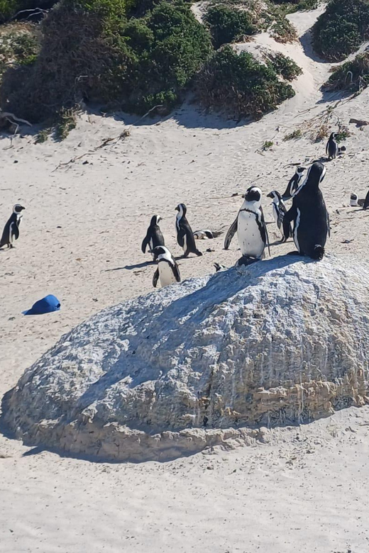 Kirstenbosch Garden, Bo-Kaap-Penguins & Cape Peninsula Tour - Meeting the penguins at Boulders Beach