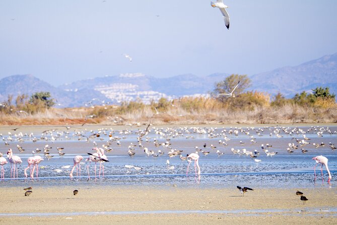 Kos Wildlife Walks: birdwatching and animal photography - Alikes Salt Lakes near Tigaki