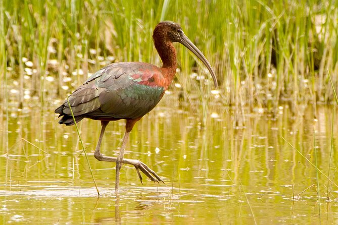 Kos Wildlife Walks: birdwatching and animal photography - Photography without a rushed checklist