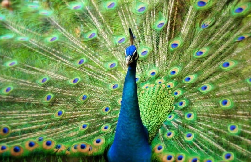 Kuala Lumpur: Bird Park, Butterfly & Garden Private Tour - Entering Kuala Lumpur Bird Park