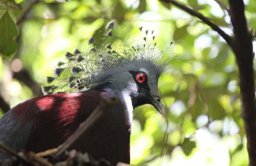 Kuala Lumpur: Bird Park, Butterfly & Garden Private Tour - Keeping the Four Hours Comfortable