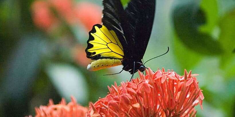 Kuala Lumpur: Bird Park, Butterfly & Garden Private Tour - Pickup Areas, Price, and Booking Practicalities