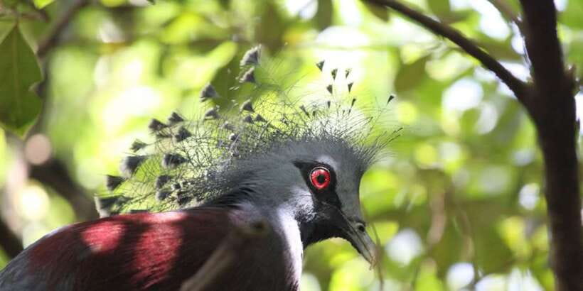 Kuala Lumpur: Bird Park, Butterfly & Garden Private Tour - Who Should Choose This Tour