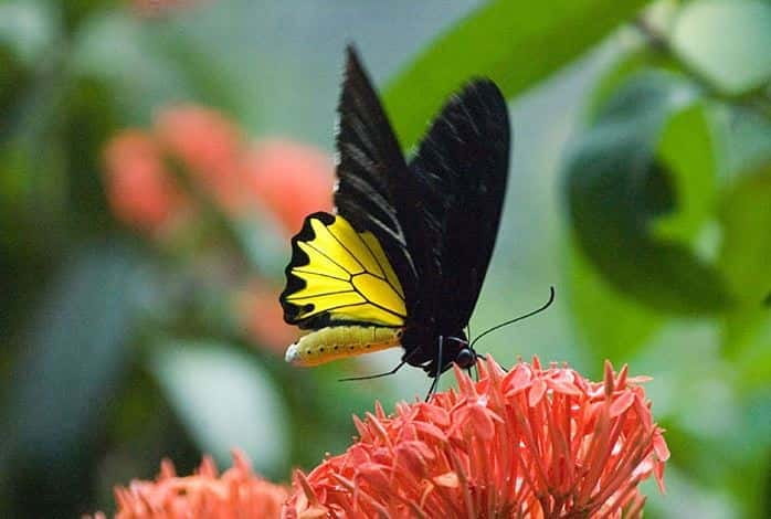 Kuala Lumpur: Bird Park, Butterfly & Garden Private Tour - Starting in Perdana Botanical Garden