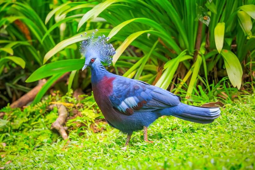 Kuala Lumpur: Bird Park Day Ticket & 1-Way Transfer - Key points to know before booking