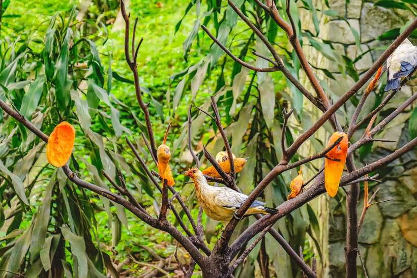 Kuala Lumpur: Bird Park Day Ticket & 1-Way Transfer - A free-flight bird park in the middle of Kuala Lumpur