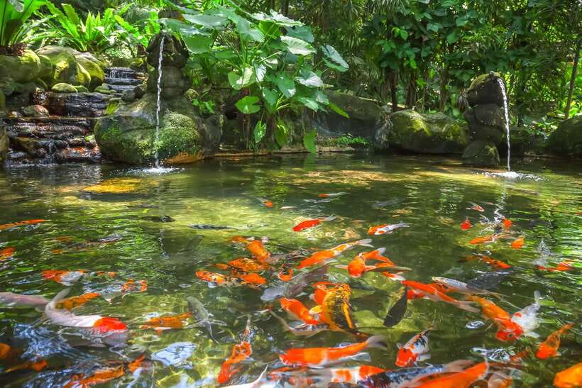Kuala Lumpur: Bird Park Day Ticket & 1-Way Transfer - Hornbill Park and the tropical setting