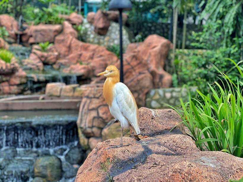 Kuala Lumpur: Bird Park Day Ticket & 1-Way Transfer - Zone 4: separate cages and mini aviaries